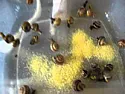 Snail attack  |  Anyone ever had a problem with snails eating their wallpaper?...