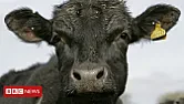 Information on WTO trading for anyone interested in facts.  | http://www.bbc.co.uk/news/uk-politics-41859691 