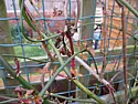 Jasmine dying back  |  Hi all, I've joined with my first post to ask if anyone can help...