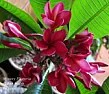 Mystery Plumeria  |  Mystery Plumeria started blooming indoors in my  home in Chicago on January 31,...