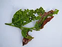 Cherry Laurel with powdery mildew and shothole  |  In the early spring while it is still dormant and out of leaf, spray it with a...