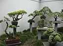 Tips for Growing a Bonsai  |  The interest for bonsa?, miniature trees that the Japanese cultivate for...