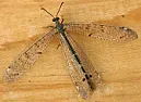 Inundated with Ants |  If you are sure you have carpenter ants Advance Carpenter Ant granules are one...