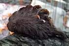 OT. Warning. Hairy Caterpillars  | &laquo; previous thread