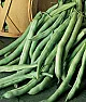 Green beans?  |  ...    some of the more modern beans have had this trait largely reduced or...