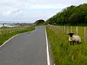 What would nibble rock salt ?  |  A friend of mine who used to live near Lakenheath was limited by his car...