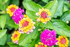 Plants that need little water  | &laquo; previous thread