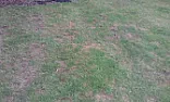 is my lawn under watered? *pictures*  |  hello,I have just taken interest in my garden, and found that at the back ofmy...