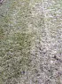 Has my lawn had its day???  |  Evening all...In need of some advice please. This evening I managed to get the...
