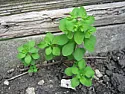 What is this weed called?  | next thread &raquo;