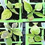 Help please! Chilli plants, leaves brown/white  |  Hi all,new to this forum, I would appreciate any help or advice on...