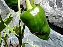 poblano to ancho question  | next thread &raquo;