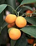 Kumquat Tree |  I've read that key limes will fruit in about 3 years from seed.  I would...