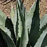 Plant ID-- huge whiteish cold tolerant "aloe vera-looking" succulent |  Followup question-- I ordered a couple of Agave_americana, a kind that...