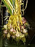 Garlic harvest  | &laquo; previous thread
