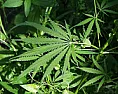 Weed gallery for those in CA (or anywhere I suppose)  | &laquo; previous thread