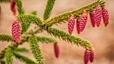 Where can I find silver spruce (PICEA pungens)? | next thread &raquo;