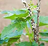 Strange bugs on Blackcurrants  |  We have some wierd things living on one of our blackcurrant bushes! I have...