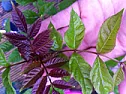 What is this tree/shrub growing in my garden?  | next thread &raquo;