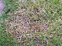 Straw-like grass ruining my lawn!  |  Dear All, I have a bit of a problem with my lawn! 4 weeks ago it was looking...