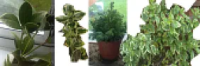 Can anyone help me identify these plants?  |  Hi Ihbutler, the first one is a shrub called Skimmia and will rootreadily. It...
