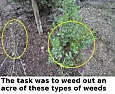 Scotch Broom & Spanish Broom removal tips  |  Here for the record is how I removed the scotch & spanish broom.1. The task was...