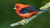 Woodpecker Nesting in Siding |  I only suggested non-harmful ways, so I'm not sure why you're...