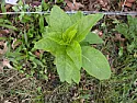Please identify this plant | &laquo; previous thread
