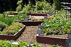 White House to Plant Organic Vegetable Garden  |  It could be one of the last organic...