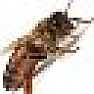 Bees  | next thread &raquo;