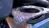 Tumble dryers and spontaneous combustion.  |  Hotpoint will replace it with a vented model for £59 or a condensing  model for...