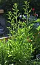 Is this a weed? | next thread &raquo;