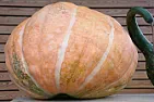 Pumpkins | next thread &raquo;