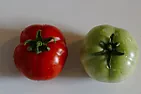 Tomatoes - Ace versus Early Girl versus ? |  :My main problem with the tomatoes at the moment is just that I can't:find a...