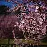 Concord Grapes and Purple leaf Plum Trees |  Ok this might be a little long but please help if you can. I finallyafter 30...