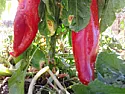 Pretty Picture  |  ...   i like red peppers, but i've found out i've become picky about...