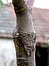 Lemon tree |  Okay.  I live in Central TX.  Last winter, the frost killed the one year old...
