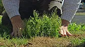 vinegar and disk soap weed killer is not working  | &laquo; previous thread