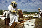 bees back in the news  |  Cross-pollination helps at least 30 percent of the world¹s crops and90 percent...