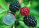 blackberry bushes |  We bought berries from WalMart too, and they died even though we followedthe...