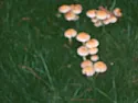 Mushrooms Again  | &laquo; previous thread