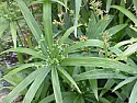 Can anyone identify this grass? | next thread &raquo;
