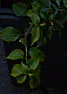 Could someone ID this  |  I bought this plant in my local garden center in September.  The displayhad it...