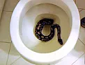 A Brief History of Toilet-Based Animal Attacks  | ...