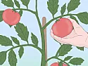 Tomatoes from Seed  |  This is my first year as a Florida snow bird. I would like to soon start...