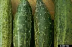 cucumber leaves turning yellow  |  Cucumbers leaves have started to turn yellow....noticed some aphids and sprayed...