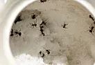 Ants Ants Everywhere! How to kill?  |  I am having trouble with very small black ants.   They don't seem to...
