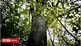 Ash tree set for extinction in Europe  | &laquo; previous thread