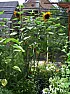 Stupid sunflower question |  I'm sure you master gardeners will laugh at me, but how does one grow a...