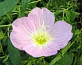 After the mexican primrose  |  Here in California, "Mexican evening primrose" is Oenothera speciosa.It does die...